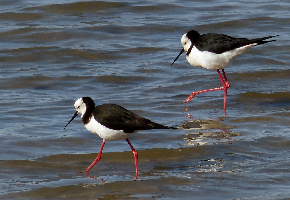 British Birds